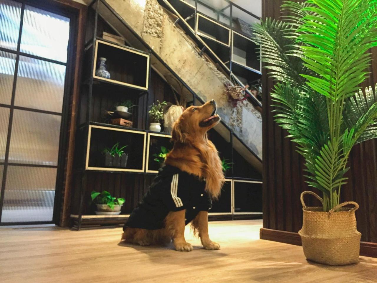 ซีอานจาโน แบ็คแพคเกอร์ Hostel ภายนอก รูปภาพ